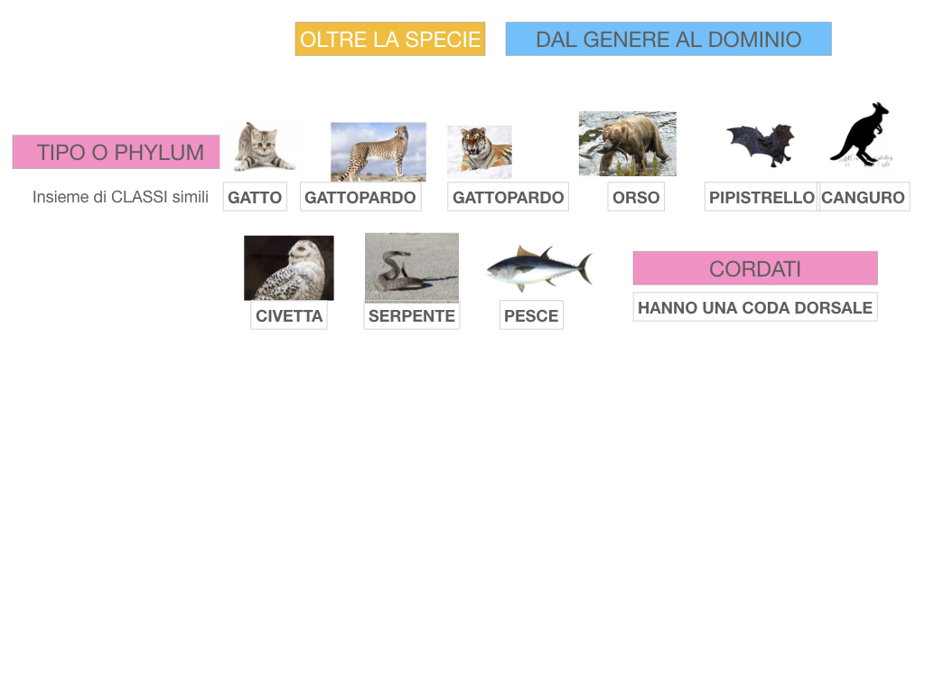 classificazione_viventi_SIMULAZIONE.126