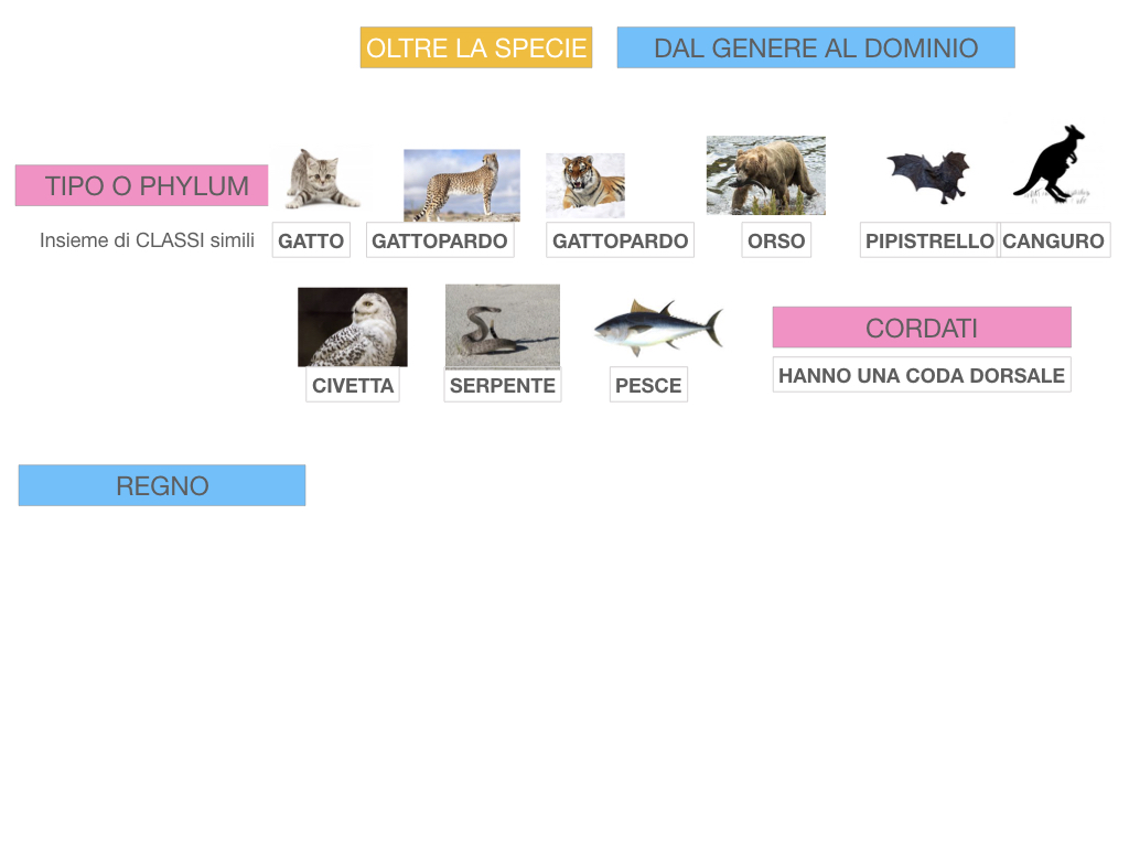 classificazione_viventi_SIMULAZIONE.127