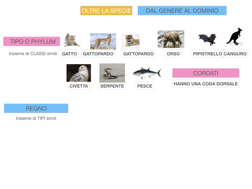 classificazione_viventi_SIMULAZIONE.128