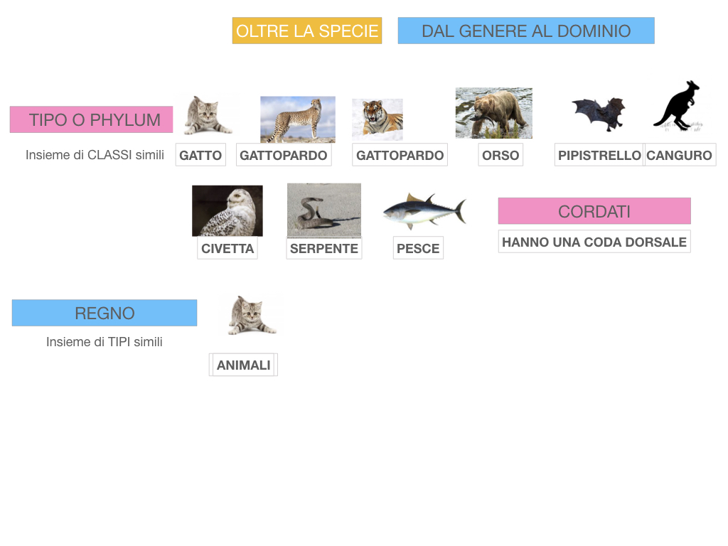 classificazione_viventi_SIMULAZIONE.129