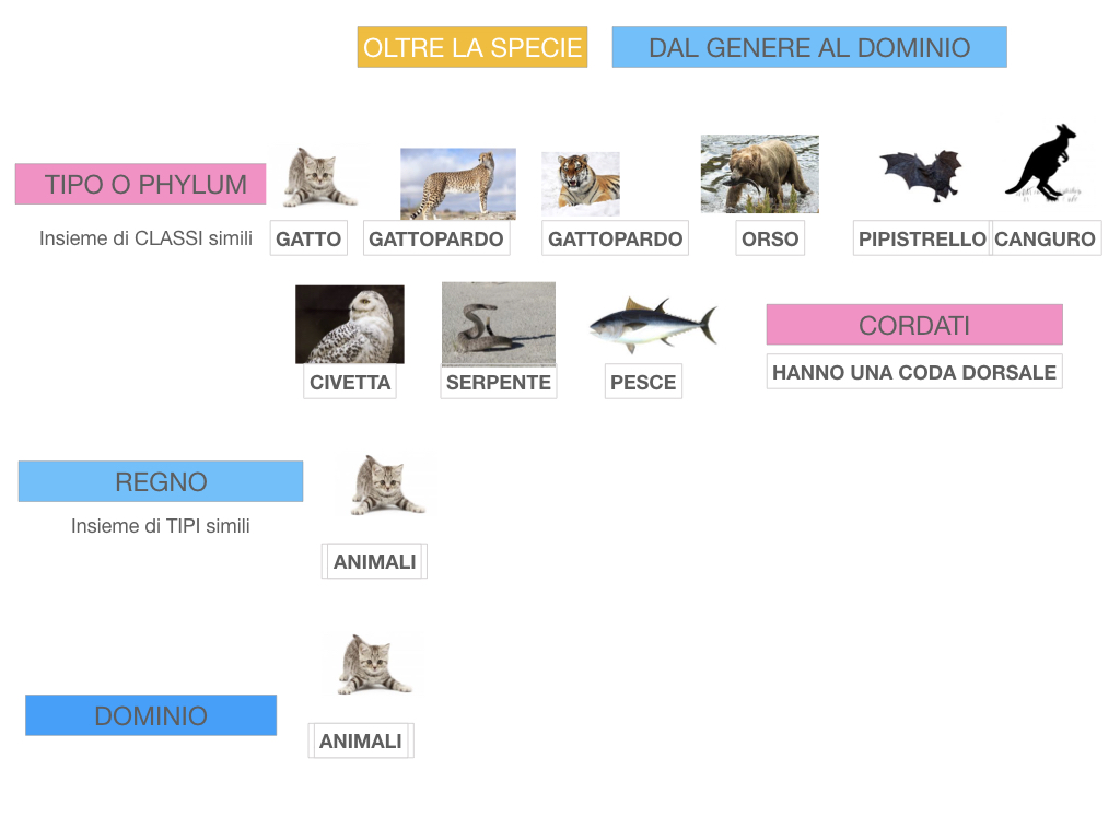 classificazione_viventi_SIMULAZIONE.131