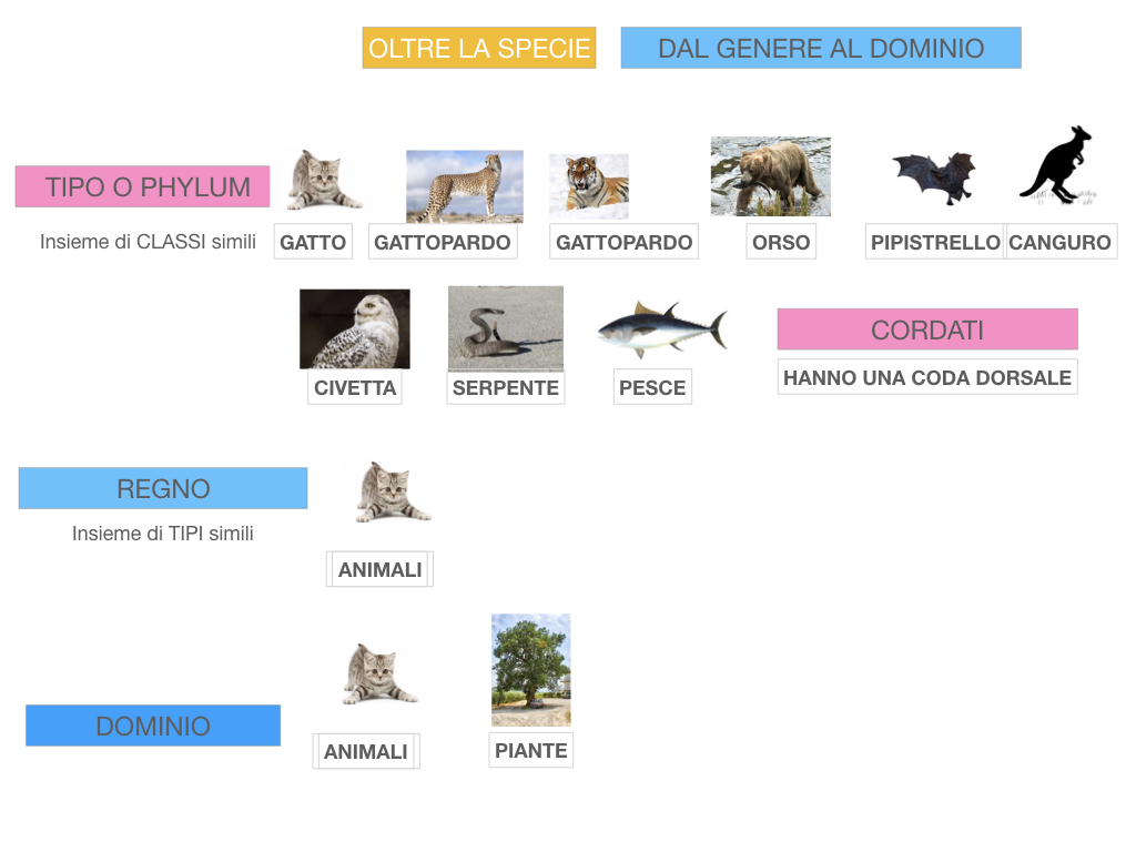 classificazione_viventi_SIMULAZIONE.132