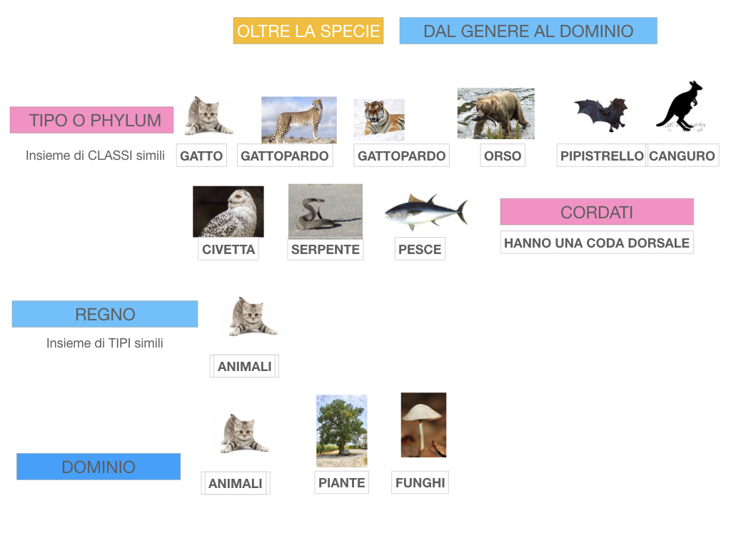 classificazione_viventi_SIMULAZIONE.133