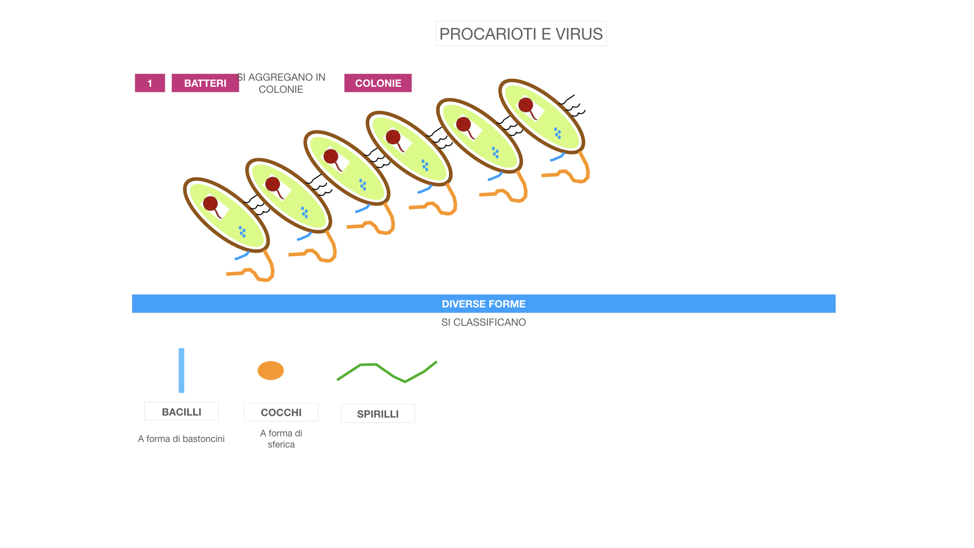 4. PROCARIOTI_SIMULAZIONE.034