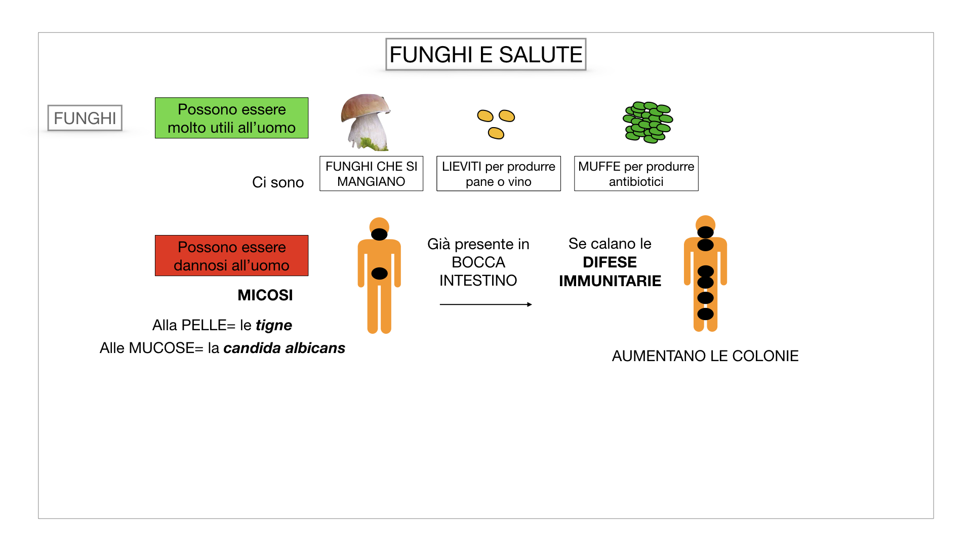 10. i funghi_SIMULAZIONE PARTE2.071