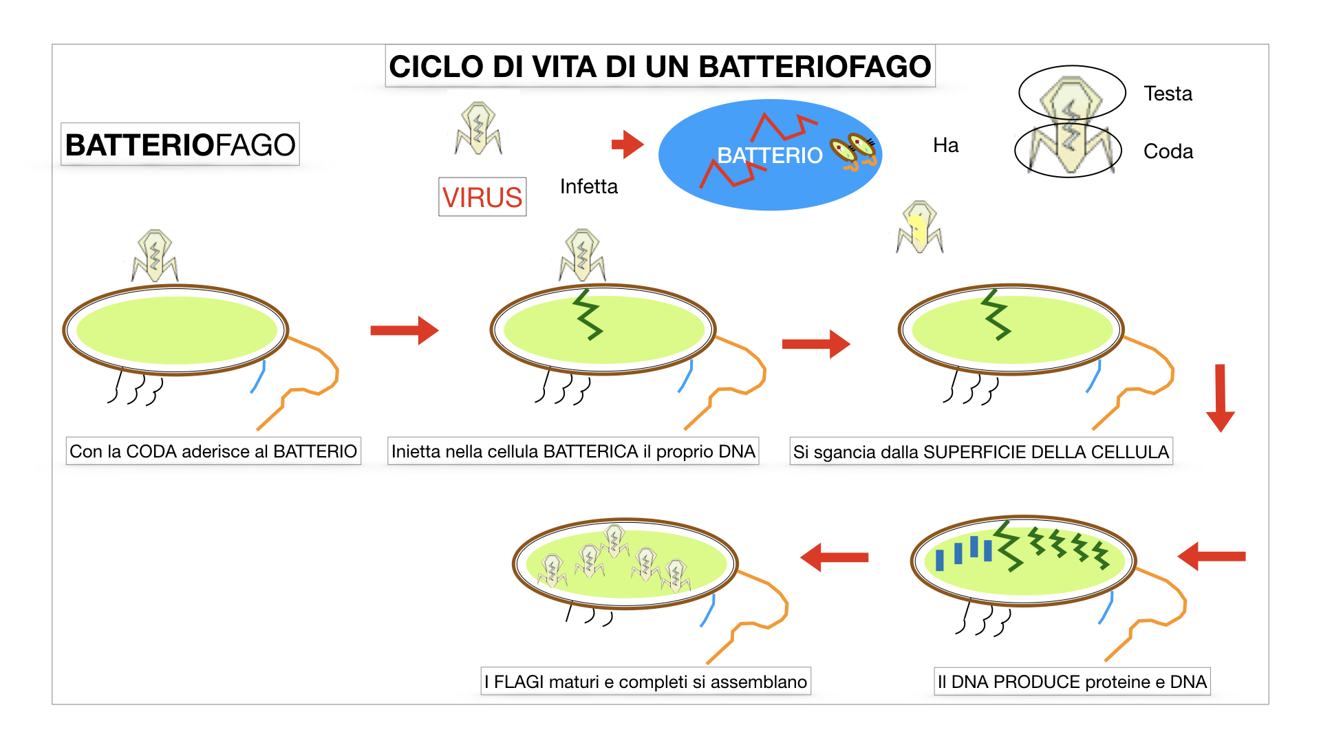 5. VIRUS_SIMULAZIONE.055