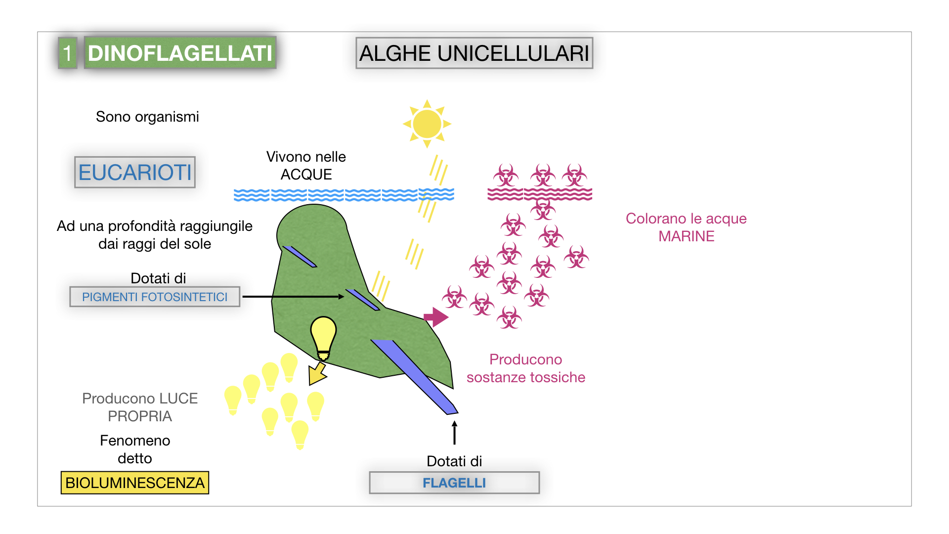 8. alghe uni_pluri_cellulari_SIMULAZIONE.011