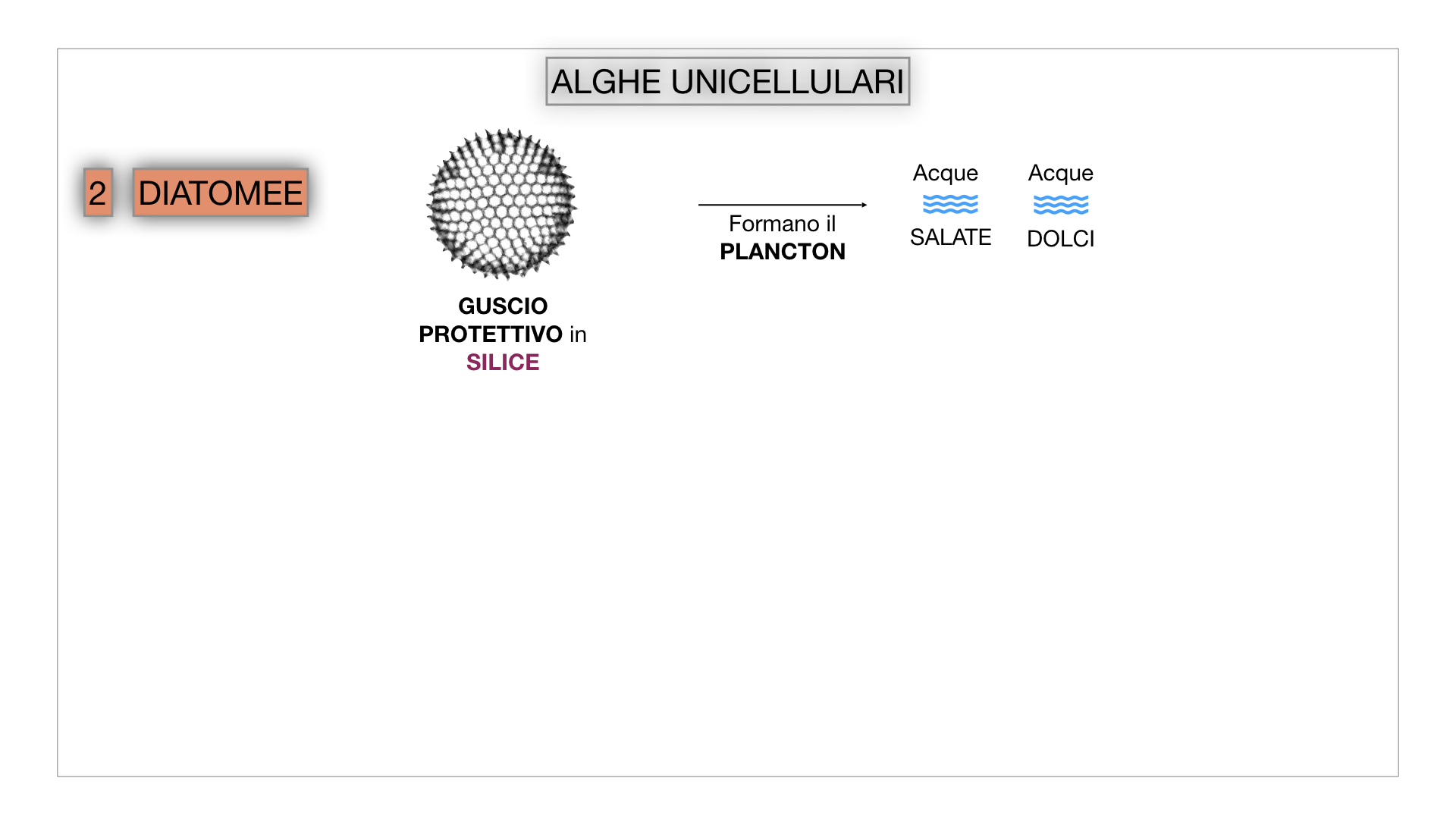 8. alghe uni_pluri_cellulari_SIMULAZIONE.017