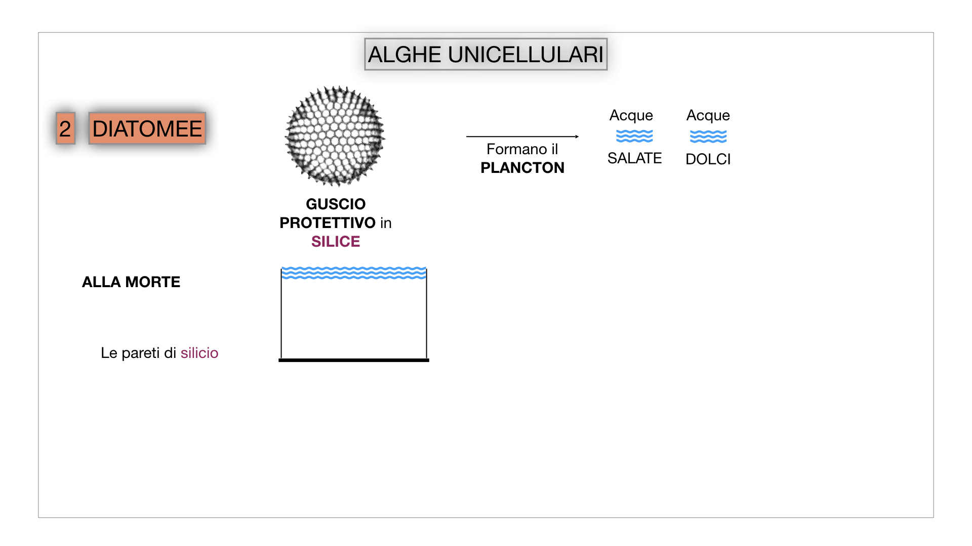 8. alghe uni_pluri_cellulari_SIMULAZIONE.018