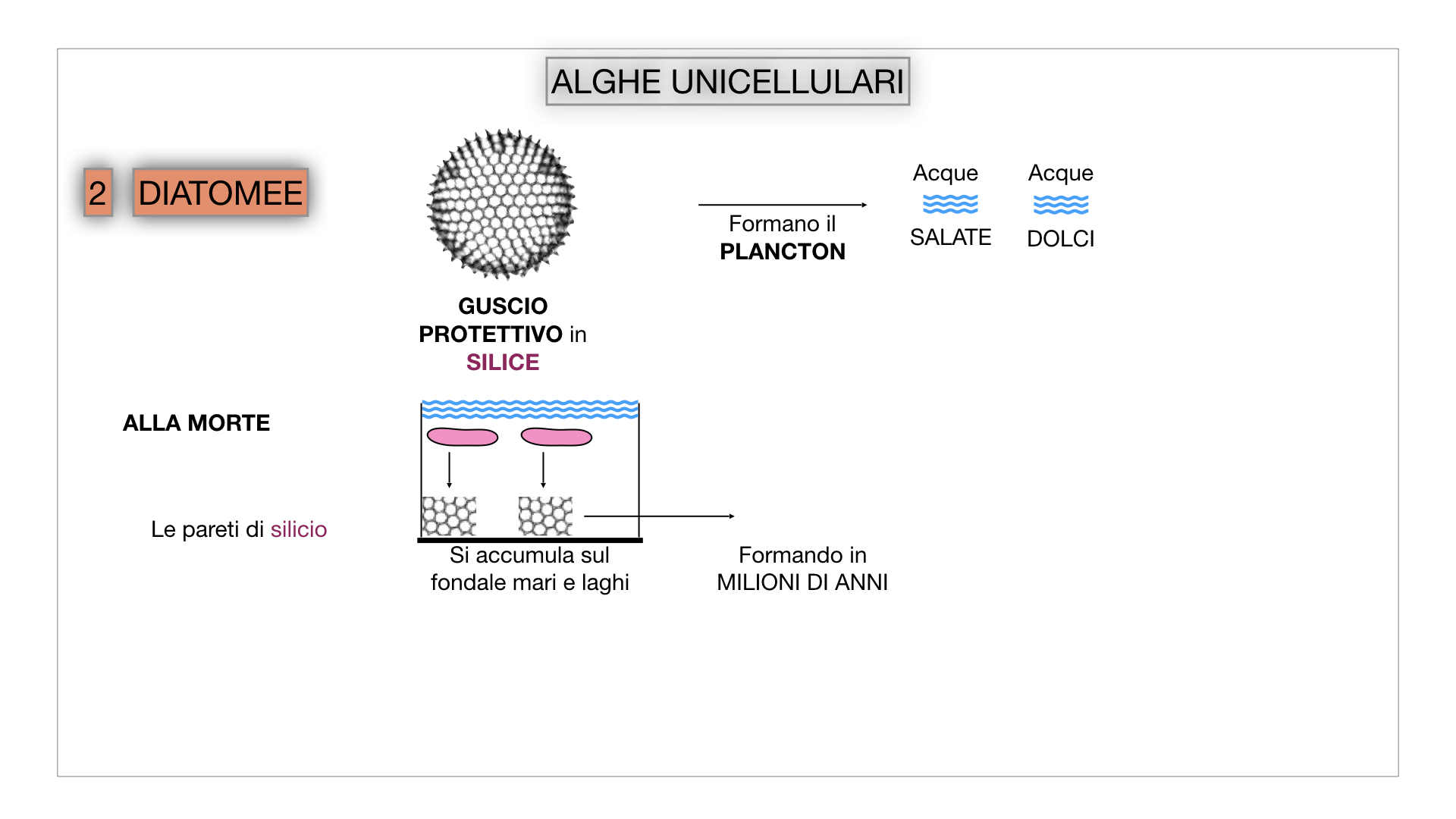 8. alghe uni_pluri_cellulari_SIMULAZIONE.020