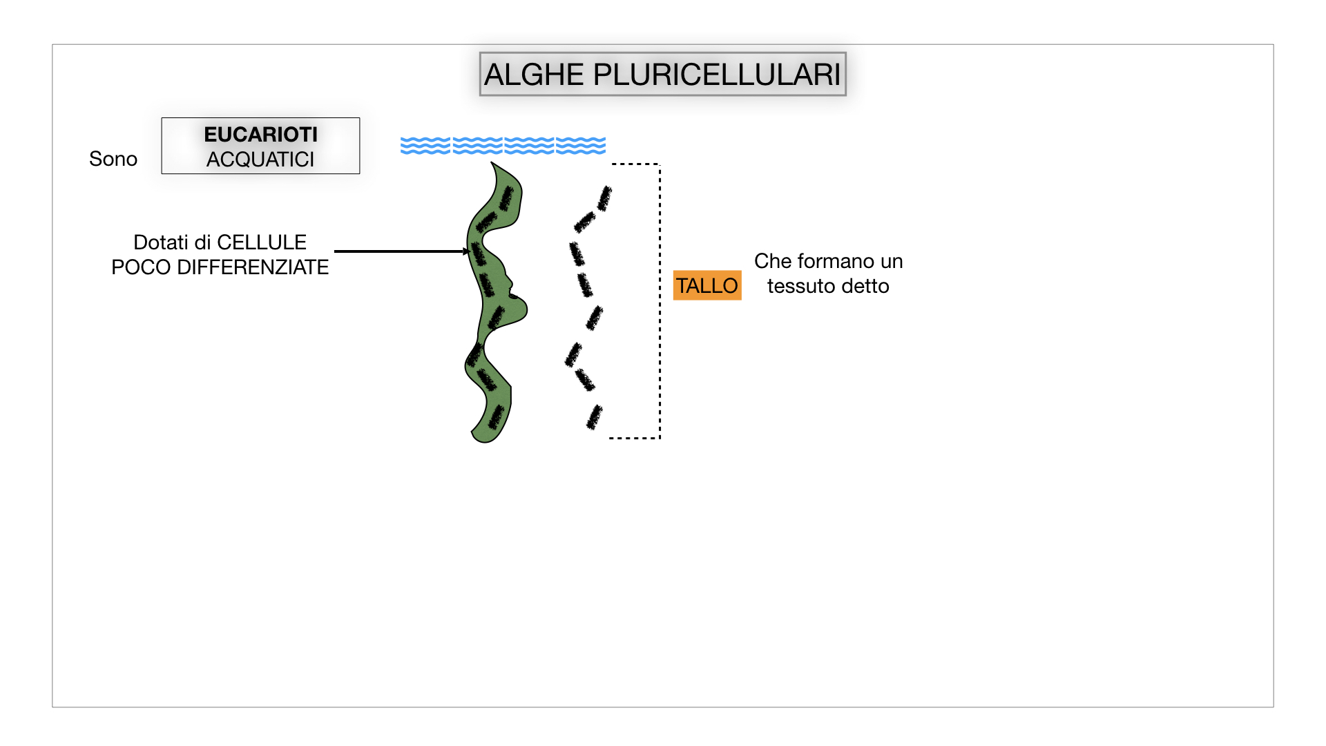 8. alghe uni_pluri_cellulari_SIMULAZIONE.026