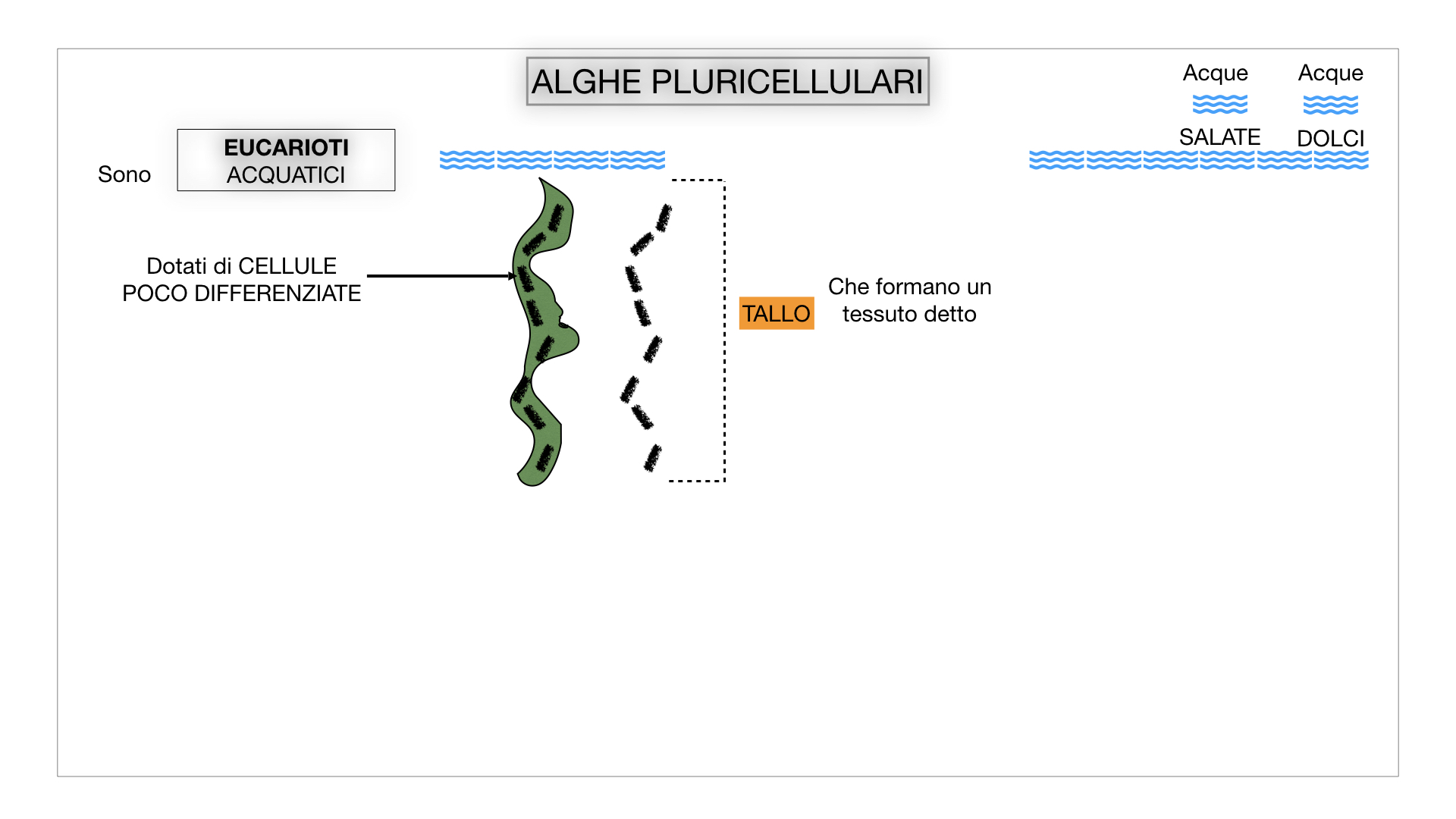 8. alghe uni_pluri_cellulari_SIMULAZIONE.027
