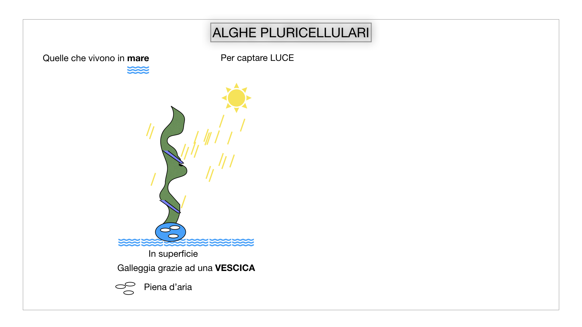 8. alghe uni_pluri_cellulari_SIMULAZIONE.035