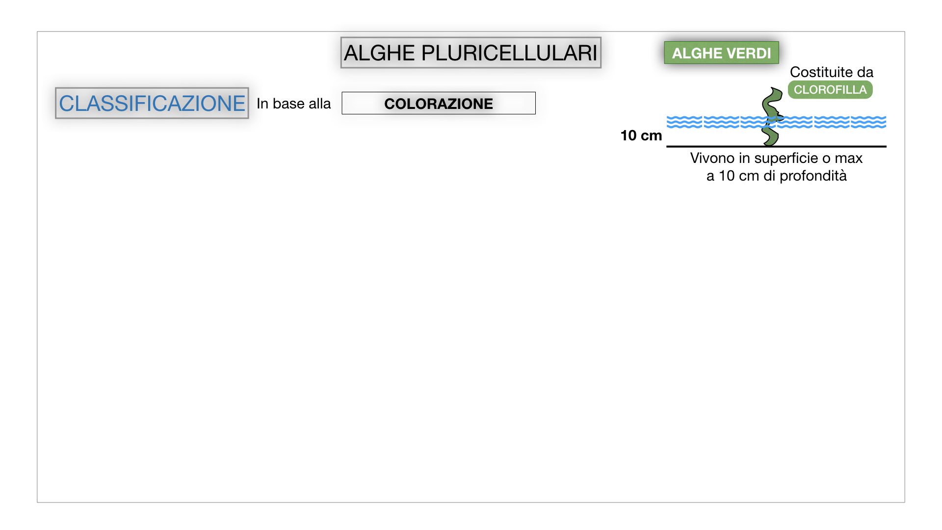 8. alghe uni_pluri_cellulari_SIMULAZIONE.046