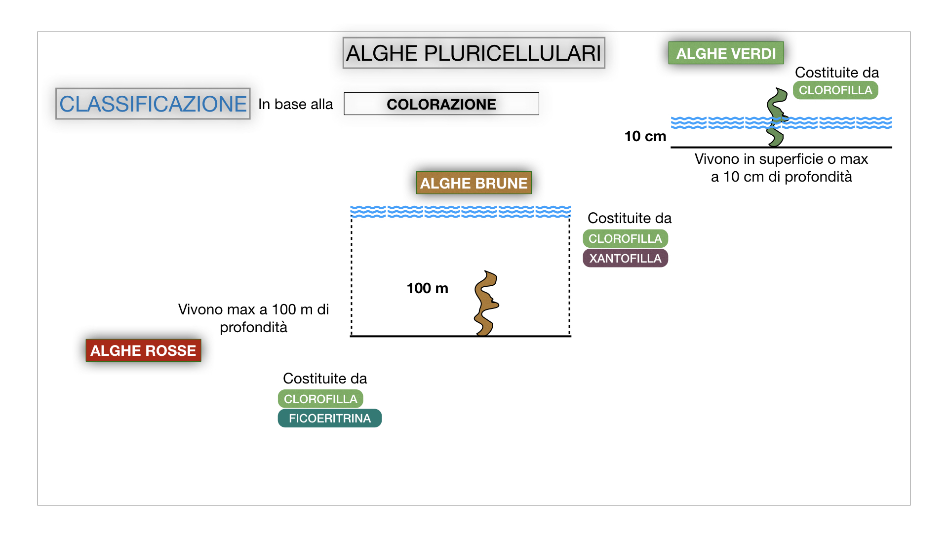 8. alghe uni_pluri_cellulari_SIMULAZIONE.051