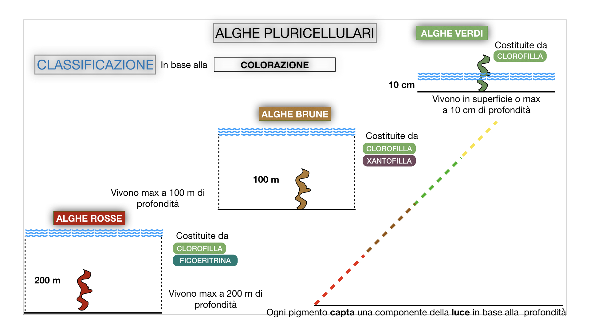 8. alghe uni_pluri_cellulari_SIMULAZIONE.053