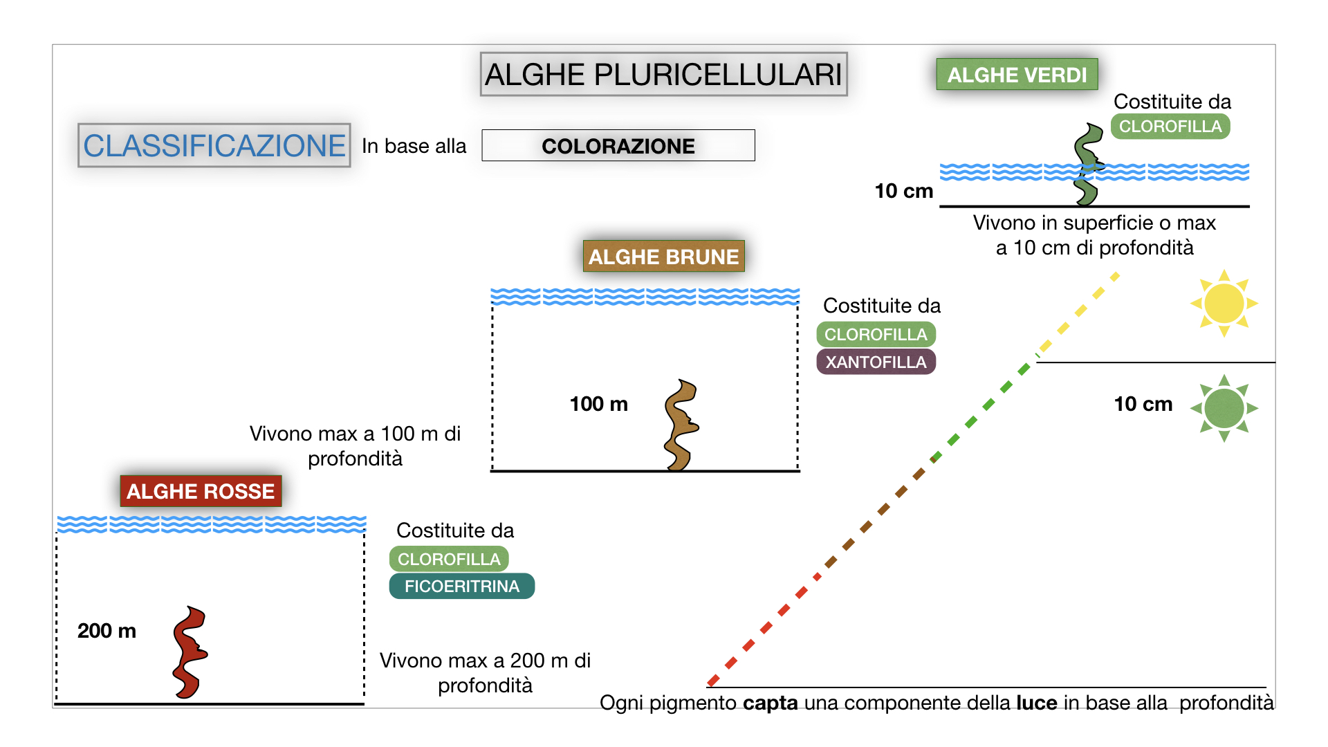 8. alghe uni_pluri_cellulari_SIMULAZIONE.054