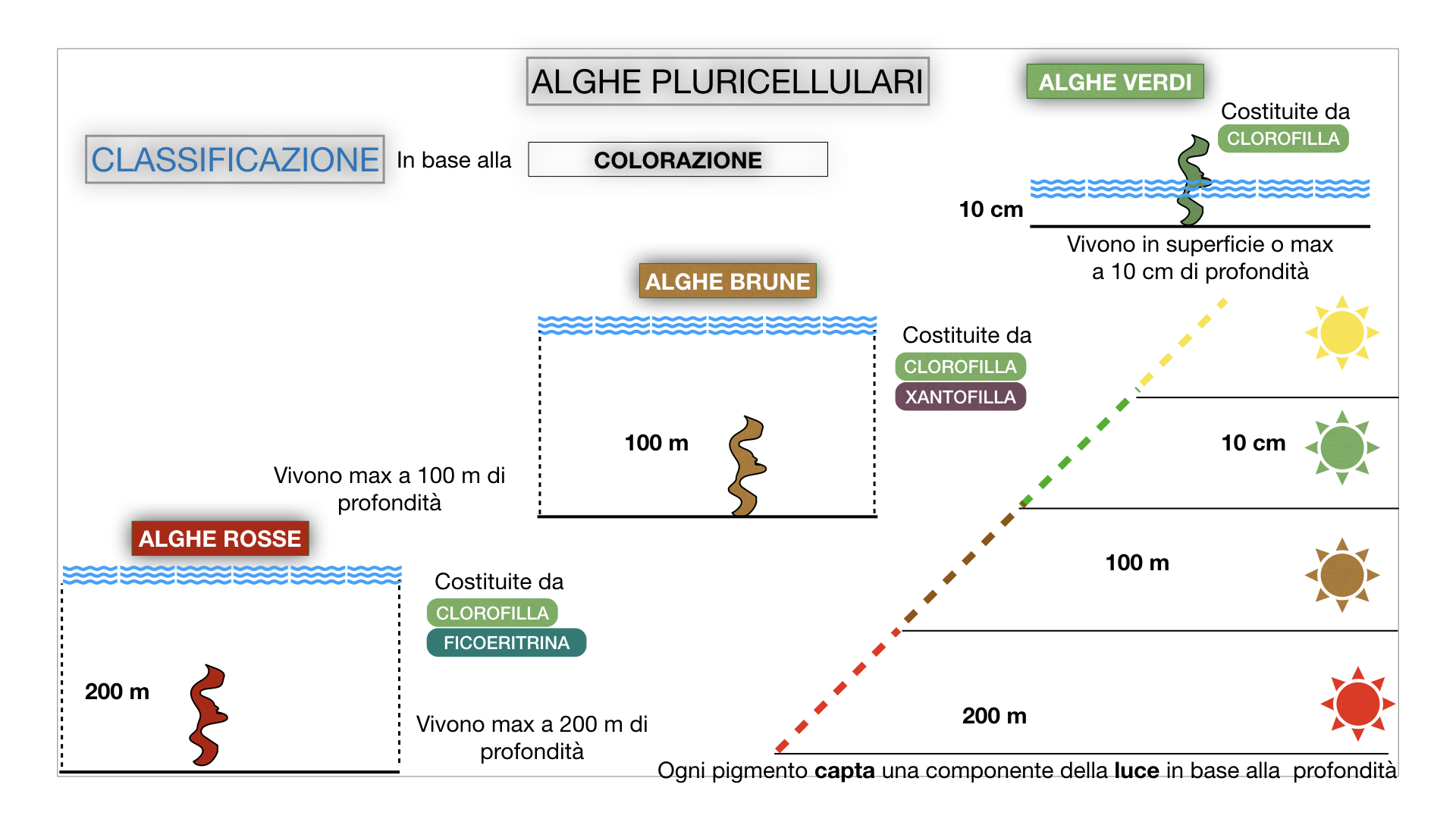 8. alghe uni_pluri_cellulari_SIMULAZIONE.056