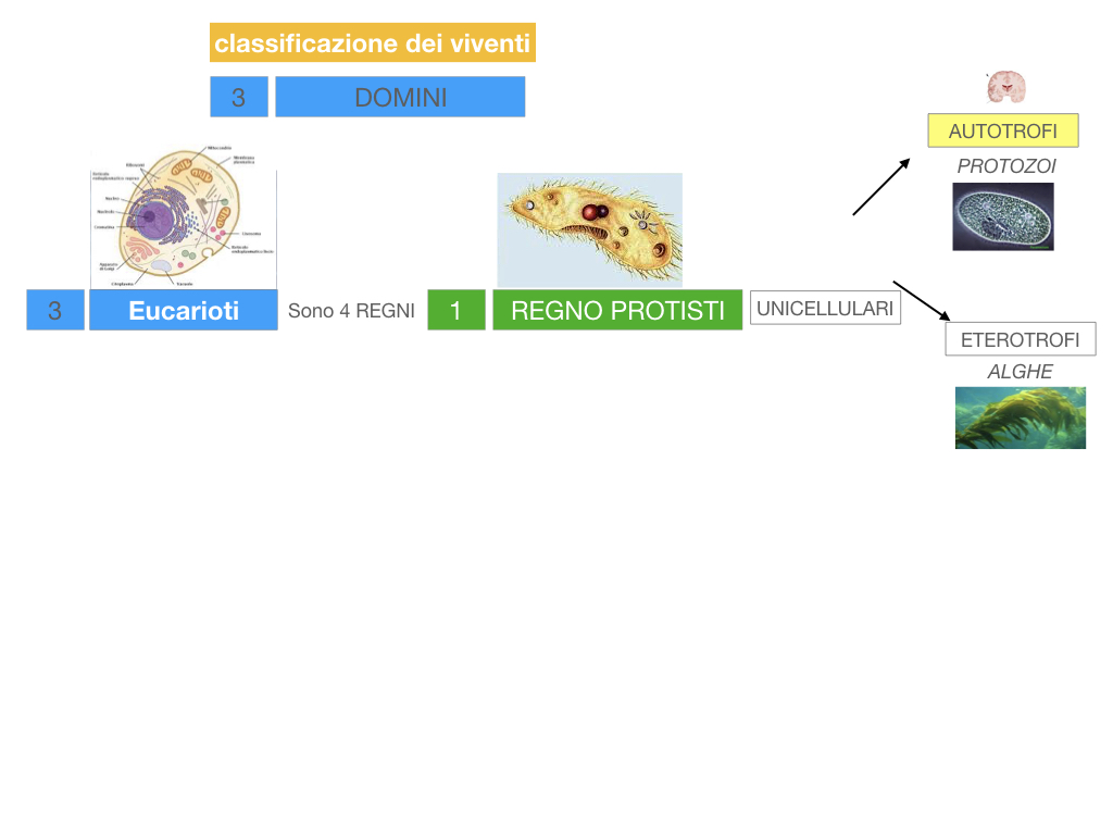 domini_regni_biodiversità_SIMULAZIONE.027