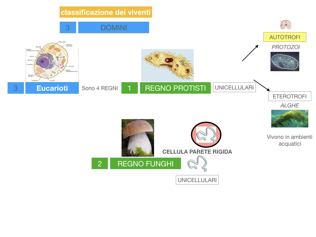 domini_regni_biodiversità_SIMULAZIONE.031