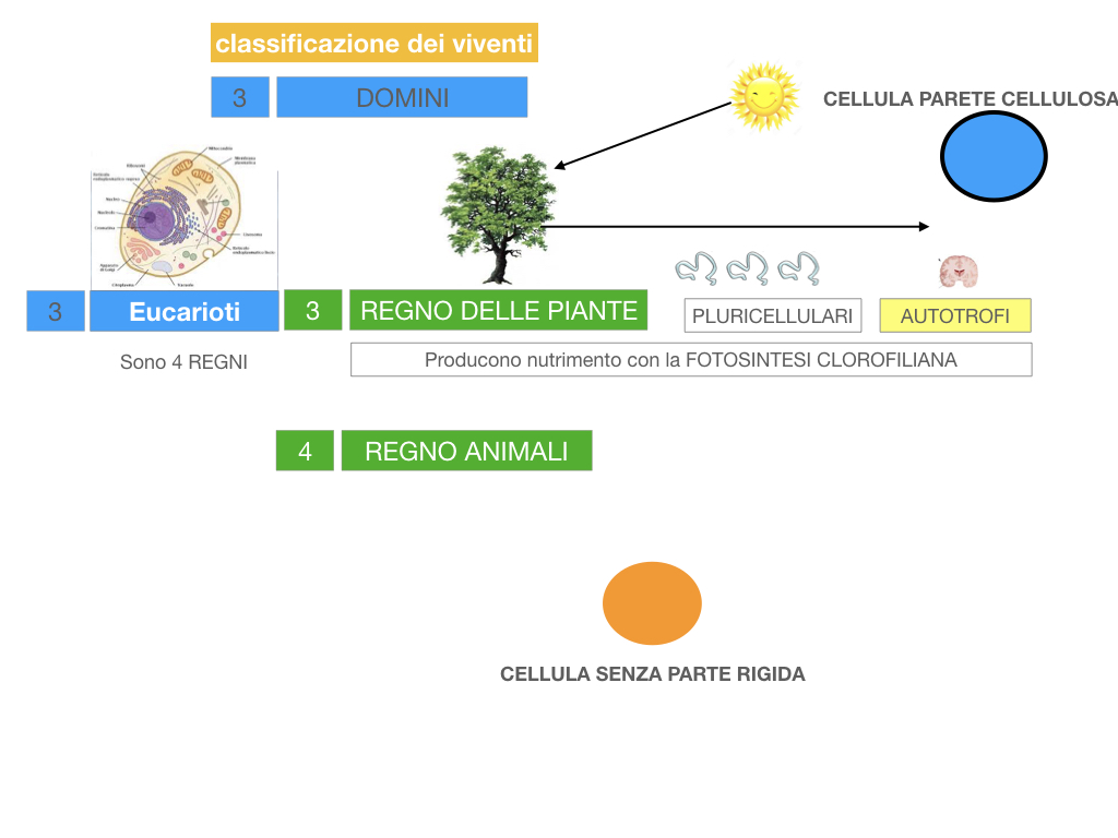 domini_regni_biodiversità_SIMULAZIONE.043