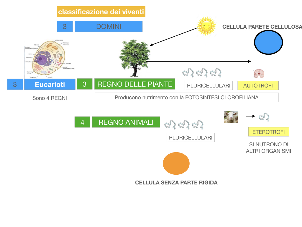 domini_regni_biodiversità_SIMULAZIONE.046