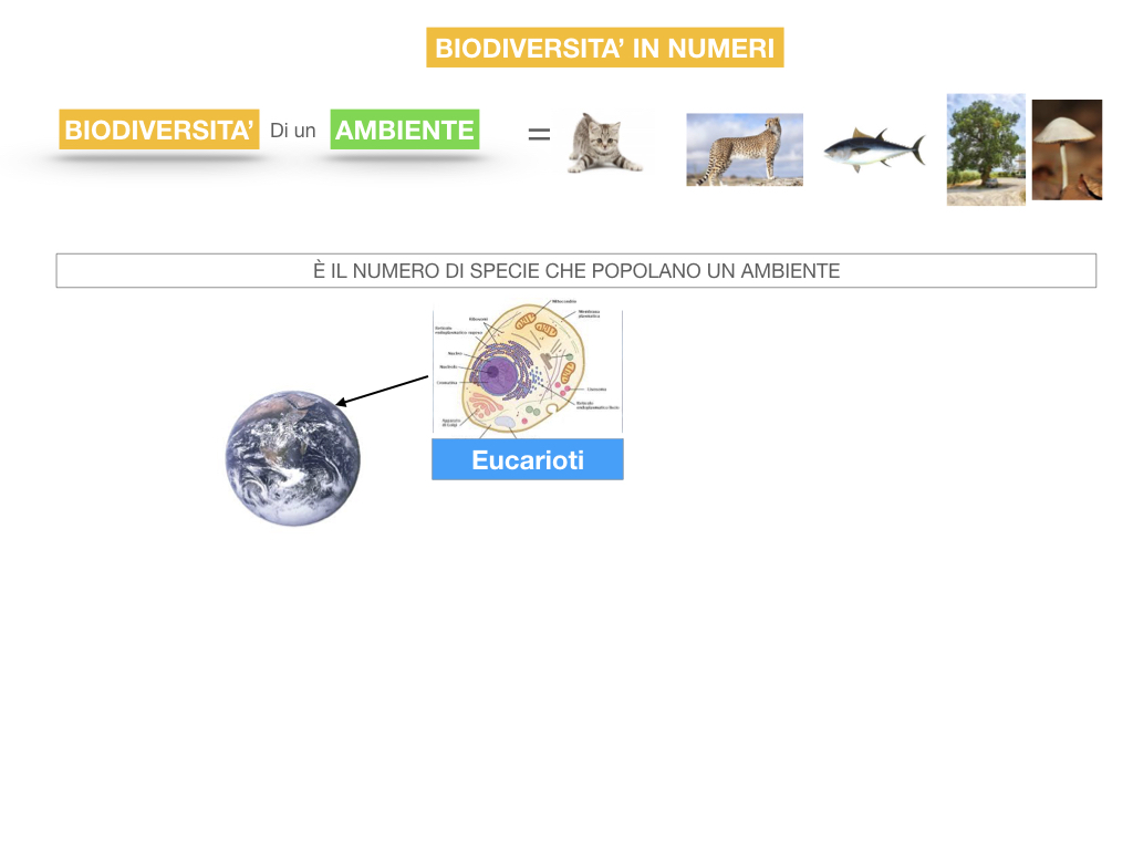 domini_regni_biodiversità_SIMULAZIONE.057