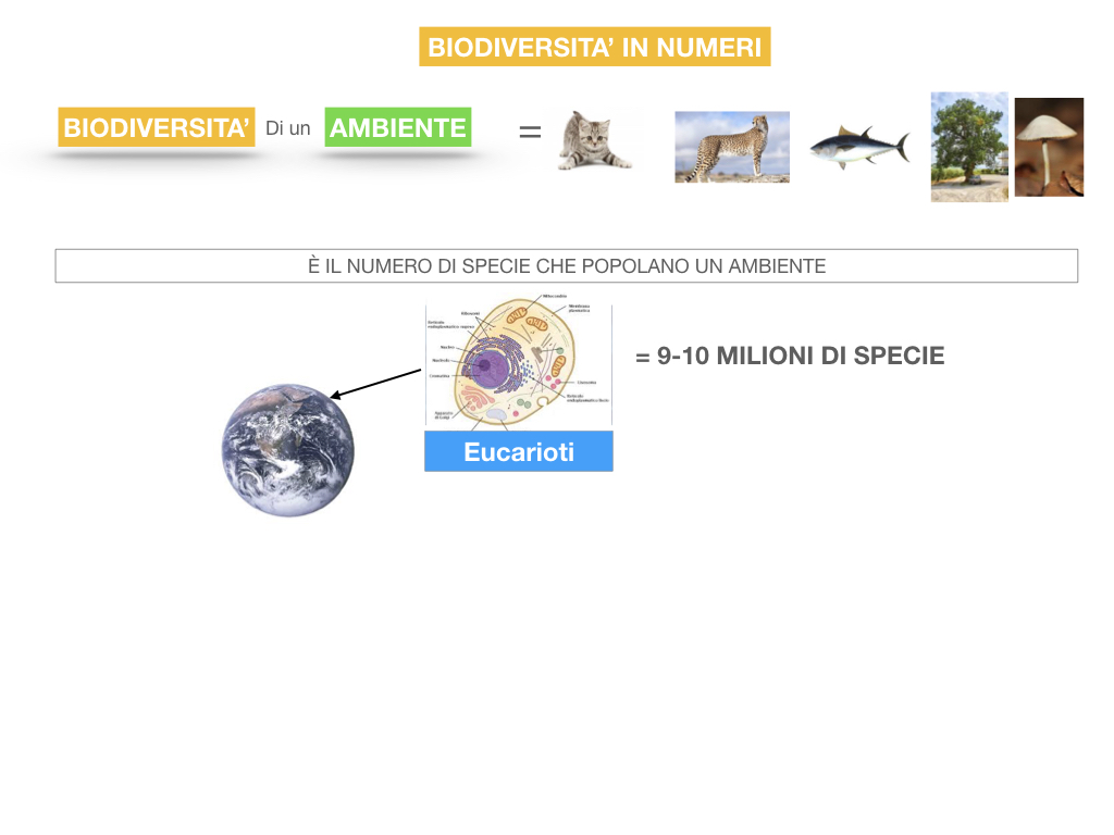 domini_regni_biodiversità_SIMULAZIONE.058