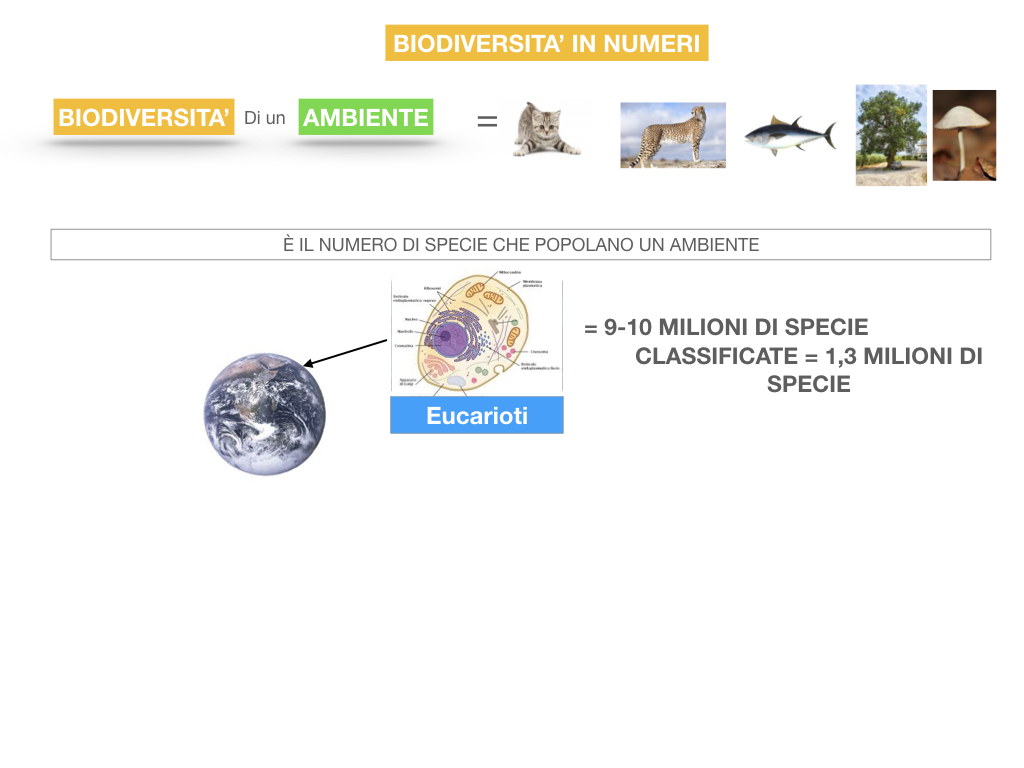 domini_regni_biodiversità_SIMULAZIONE.059