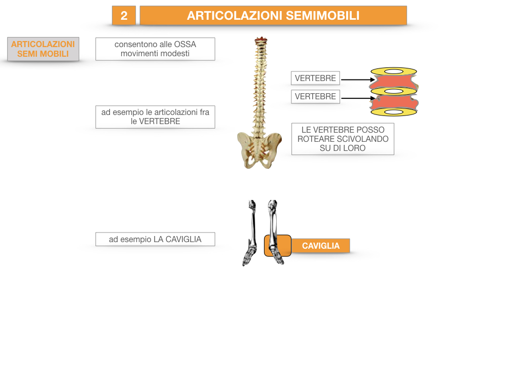 10. LE ARTICOLAZIONI_SEMIMOBILI_FISSE_SIMULAZIONE.007