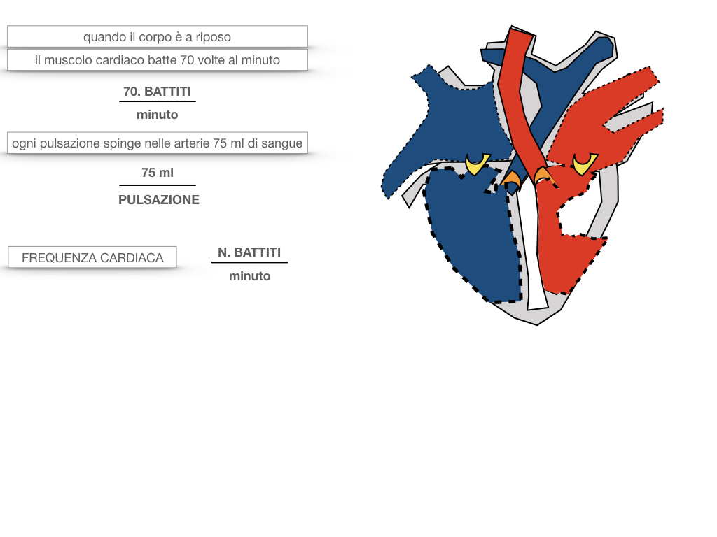 18. CICLO CARDIACO_SIMULAZIONE.050